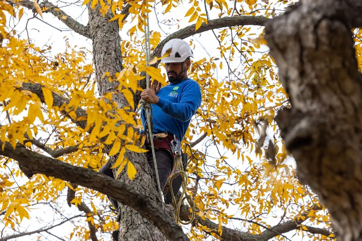 Skilled Storm Damage Cleanup crew working in Burlington