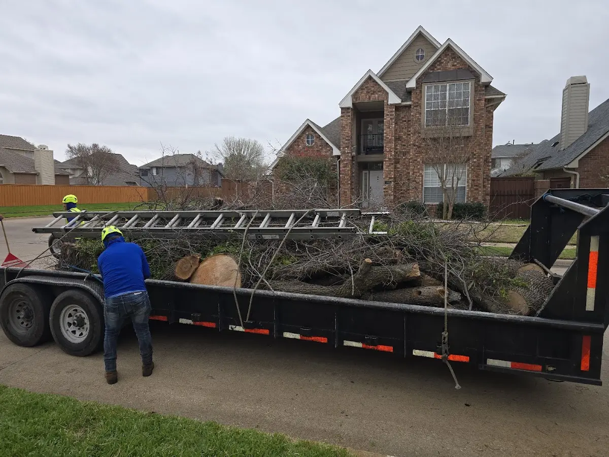Expert Tree Removal with proper safety equipment in Burlington